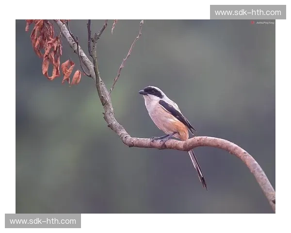 伯劳vs：一场关于生存、智慧与美的极致较量
